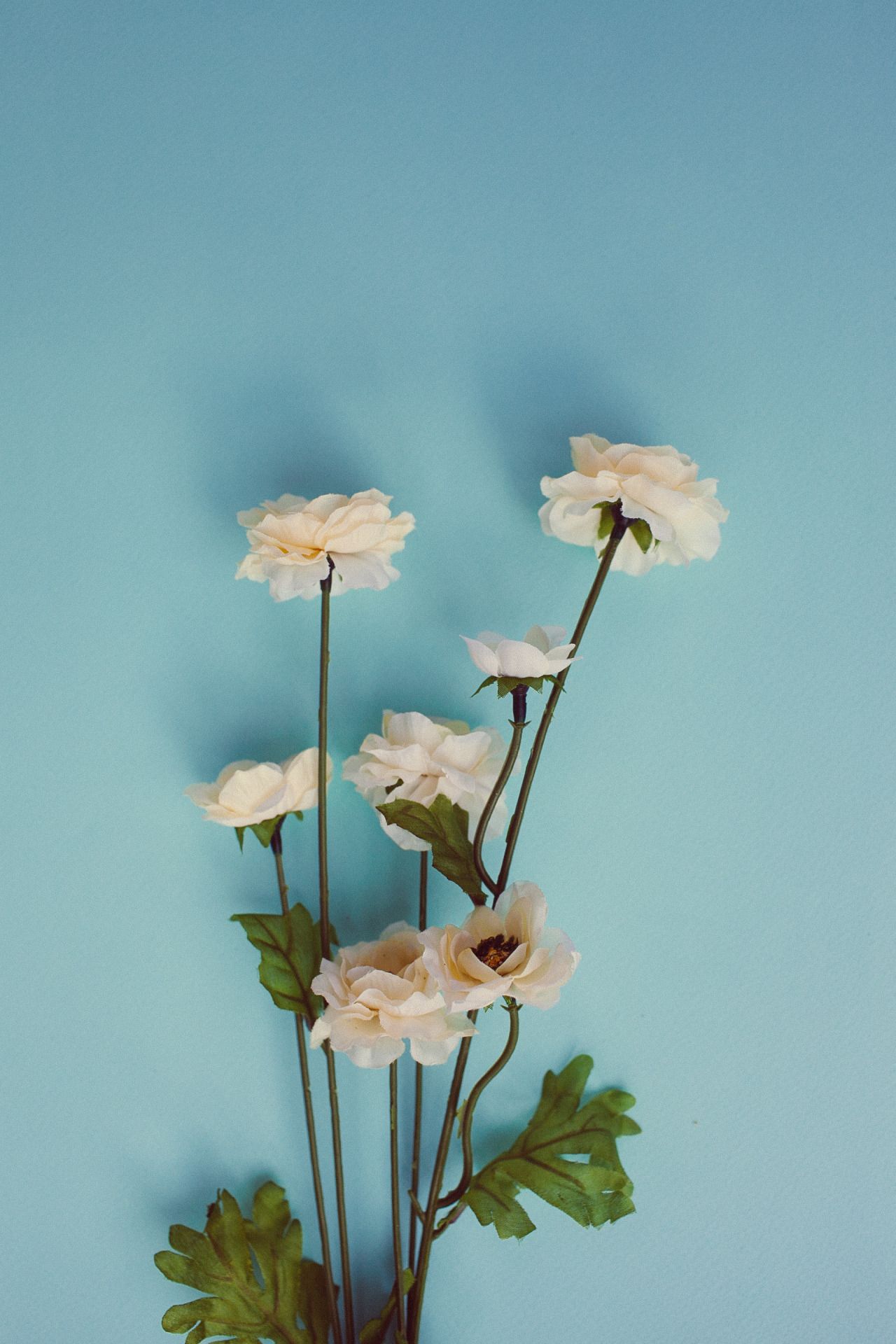 Flowers And Mushrooms おしゃれまとめの人気アイデア Pinterest Cecilie Borup あいふぉん 壁紙 壁画 Iphone 壁紙 Flowers And Mushrooms おしゃれまとめの人気アイデア Pinterest Cecilie Borup あいふぉん 壁紙 壁画 Iphone 壁紙