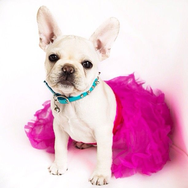 Pretty In Pink French Bulldog Puppies Bulldog English Bulldog