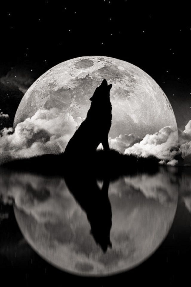 Chelsie Wolf Chelsie Wolf