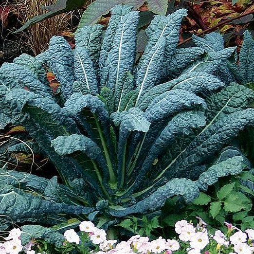 Nero Di Toscana 500 Seeds ITALIAN HEIRLOOM VARIETY Edible /& Ornamental KALE
