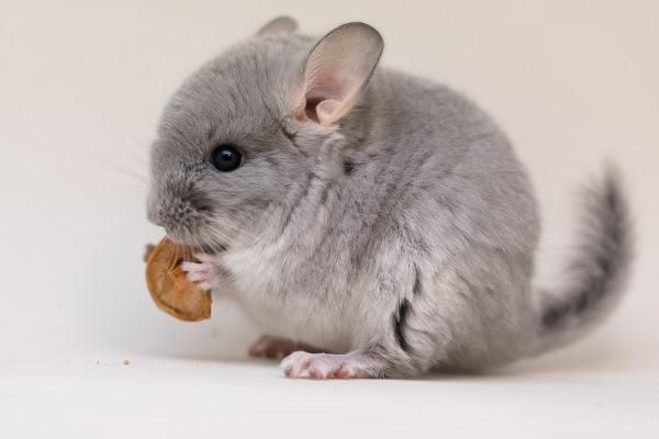As chinchilas são mamíferos roedores e possuem os pelos 30 vezes mais suave do que o cabelo humano. Conheça mais sobre essa doçura se quiser ter uma. Fluffy Animals, Cute Baby Animals, Animals And Pets, Chinchillas, Chinchilla Cute, Salt Lick, Syrian Hamster, Rodents, Exotic Pets