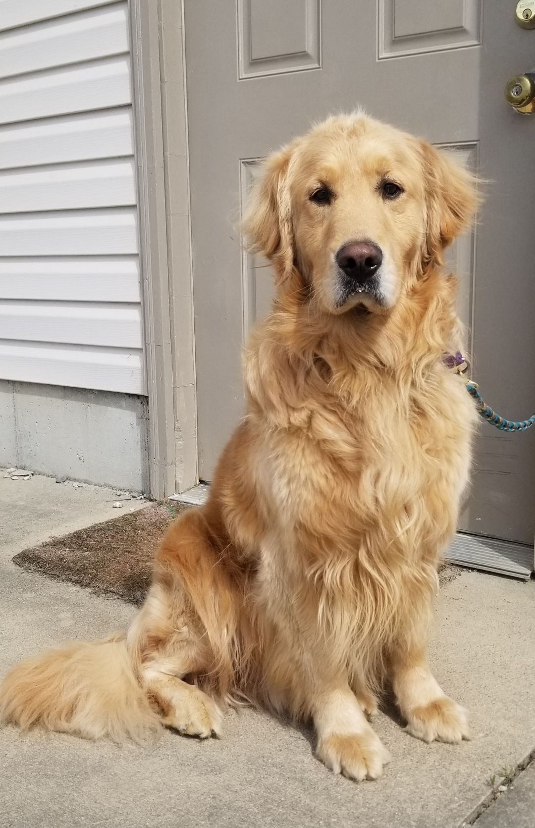 Adopt Pepper On Psy Dogs Golden Retriever Dogs Pet Care Tips