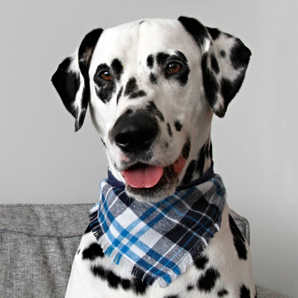 Paw Print Design Dog Cat Accessory Slip On Dog Bandana Reversible Personalized Over The Collar Dog Cat Bandana