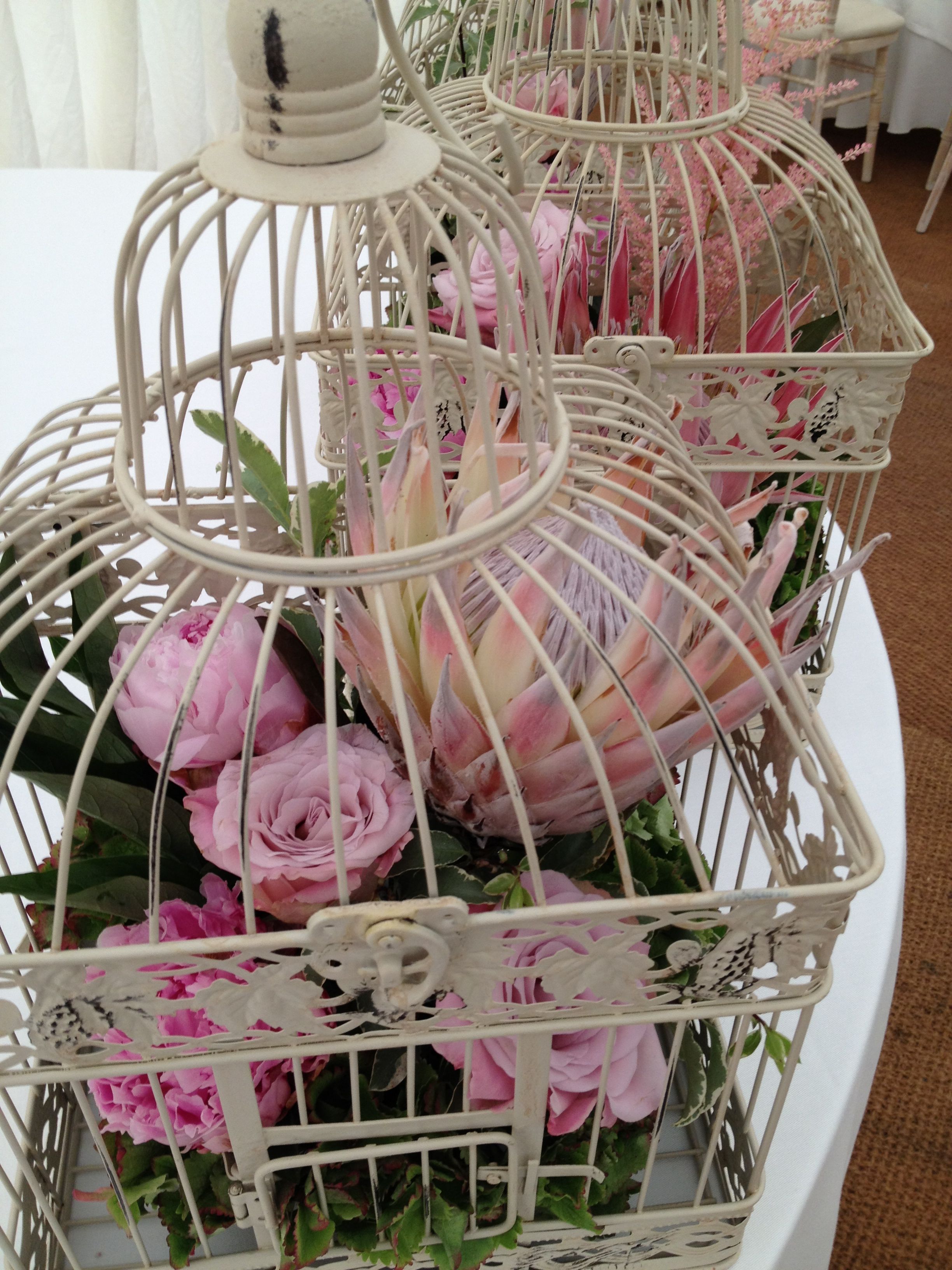 Cute Pink Roses Enclosed In A Bird Cage Are Made Cute Pink Roses Enclosed In A Bird Cage Are Made