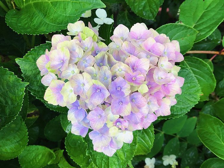 New The 10 Best Garden Ideas Today With Pictures ハート紫陽花もうひとつありました ハイドランジア マジカルコーラル 地植えしたときに石灰や赤アジサイ用の肥料などいっぱい入れたんだけどやはりアルカリ分が足りないのか買った時のような派手なピ Plants New The 10 Best Garden Ideas Today With Pictures ハート紫陽花もうひとつありました ハイドランジア マジカルコーラル 地植えしたときに石灰や赤アジサイ用の肥料などいっぱい入れたんだけどやはりアルカリ分が足りないのか買った時のような派手なピ Plants