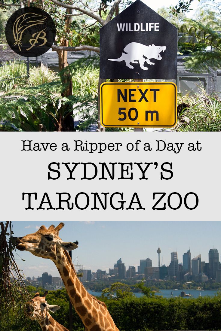 How To Have A Ripper Of A Day At Sydney S Taronga Zoo Sydney Travel Australia Travel Australia Tourism