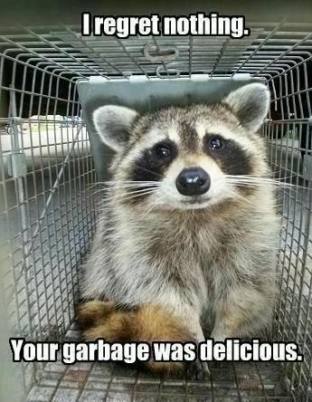 Best Food To Trap A Racoon Best Food To Trap A Racoon
