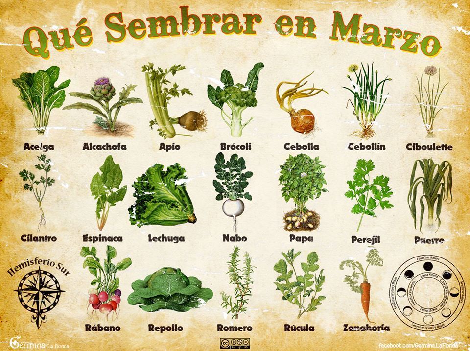 Pin En Siembra