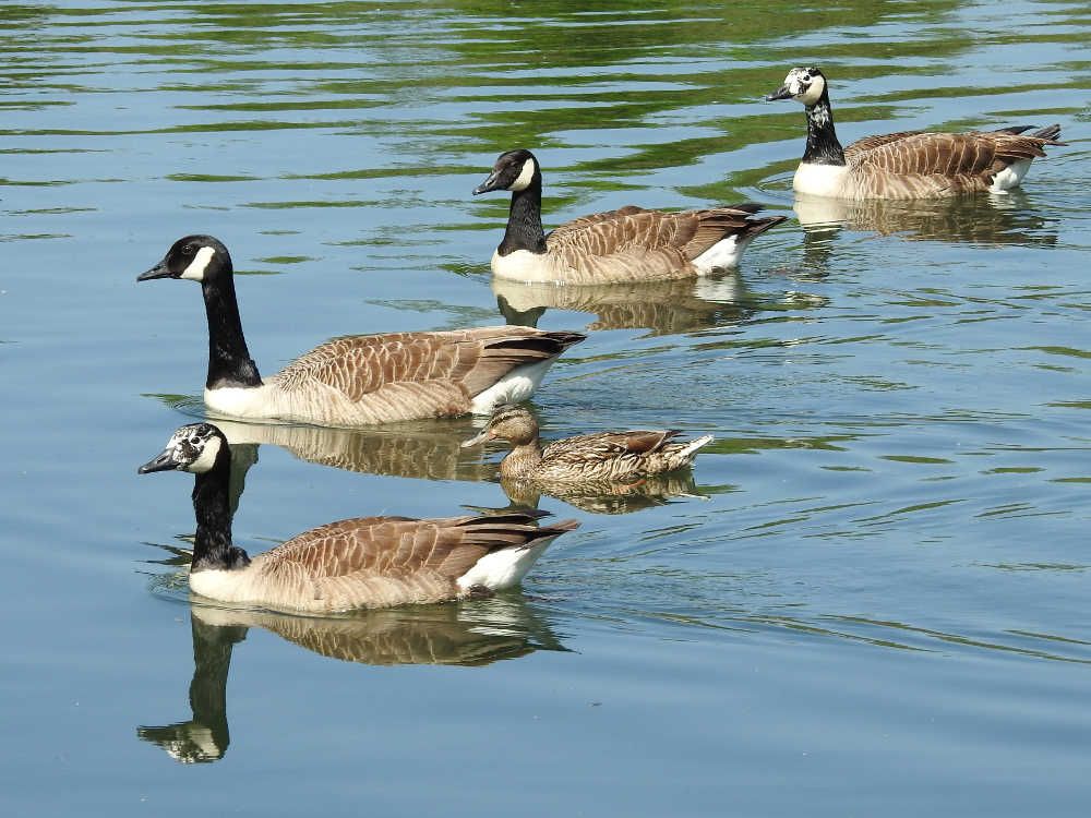 canada goose ile de france canada goose ile de france