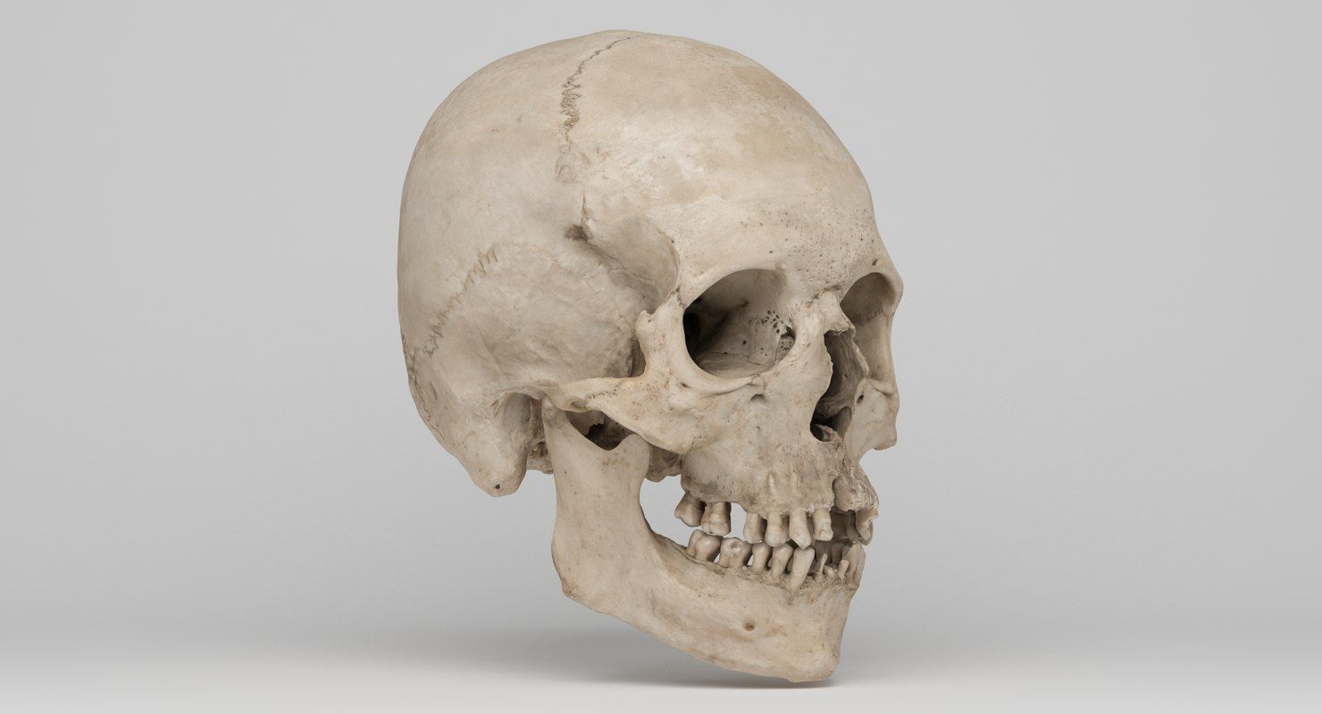 Real Human Skull Scan 3d Model スカル モデル Real Human Skull Scan 3d Model スカル モデル