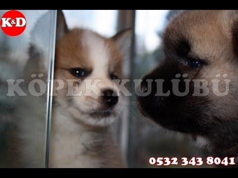 Akita Yavrulari 0532 343 8041 Akita Ve Japonca