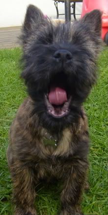Big Yawn Cairn Terrier Terrier Terrier Dogs