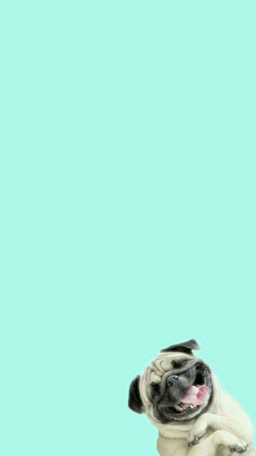 Cute Pug Wallpaper iPhone 6 HD Animal Wallpaper for