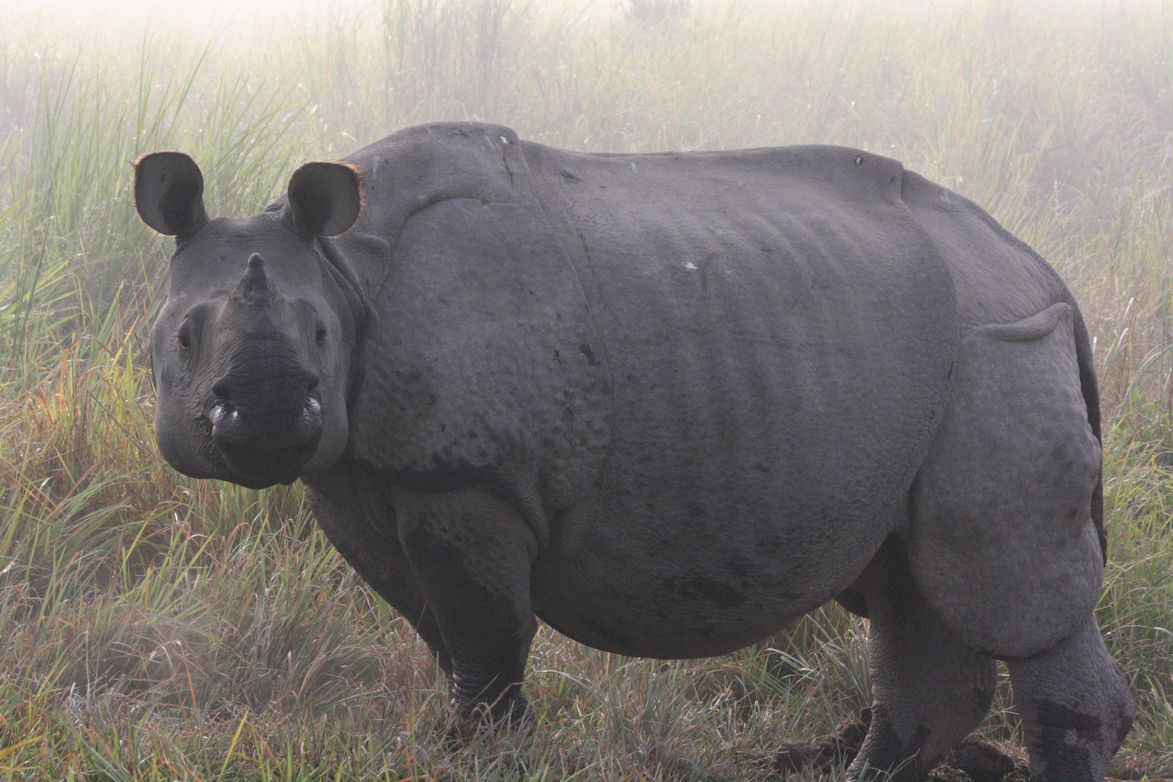 Single horned animals