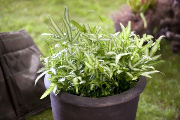 耐陰性バツグン 暗い部屋でも元気に育つ観葉植物30選 観葉植物 植物栽培 屋内植物 耐陰性バツグン 暗い部屋でも元気に育つ観葉植物30選 観葉植物 植物栽培 屋内植物