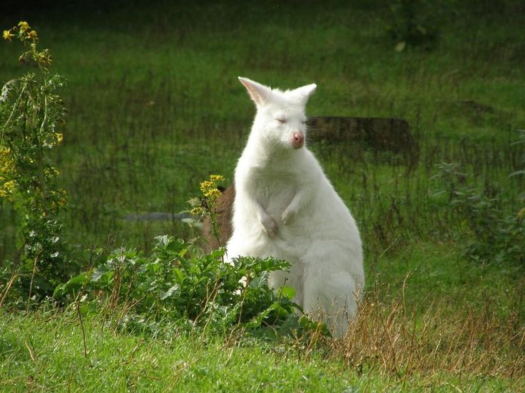 Cute Albino Animals- 20+ Amazing Photos of Beautiful Albino Animals #albinoanima..., #Albino... #albinoanimals
