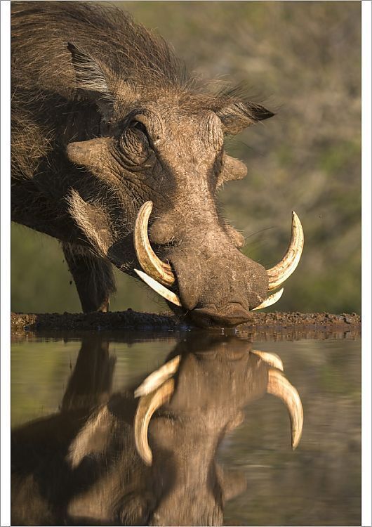 An A1 poster sized print, approx 23"x33" (841x594mm). Warthog (Phacochoerus aethiopicus), at water, Mkhuze game reserve, KwaZulu-Natal, South Africa, Africa. . Image supplied by WorldInPrint African Wildlife Photography, Animal Photography, Safari Animals, Animals And Pets, Reptiles, Mammals, Africa Wildlife, Kwazulu Natal, Mundo Animal