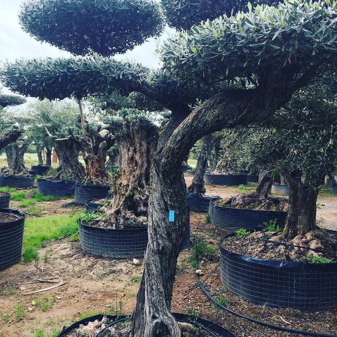 cloud cut olive tree