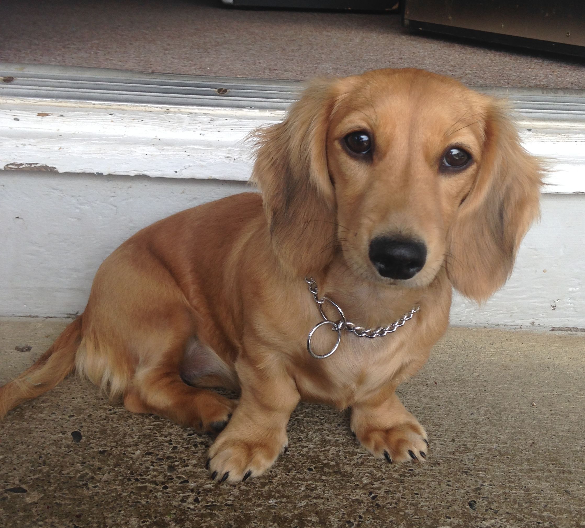 Beatrix Longhaired Shaded Cream Miniature Dachshund Dachshund