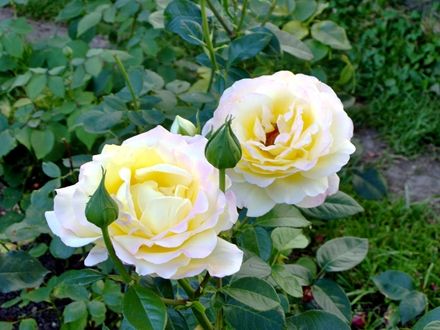 ژاپني افسانه گل آبي مصنوعي رز سفيد زرد غنچه شاخه برگ Plants Flowers Rose