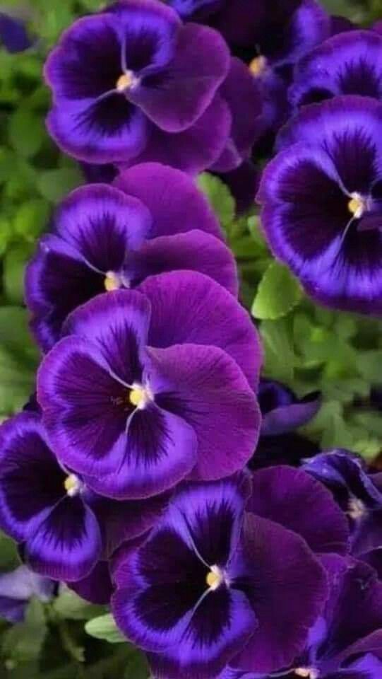 Dark Secrets Mix Winter Pansies Available Now! 20 x Plant Pack Dark Secrets Mix Winter Pansies Available Now! 20 x Plant Pack