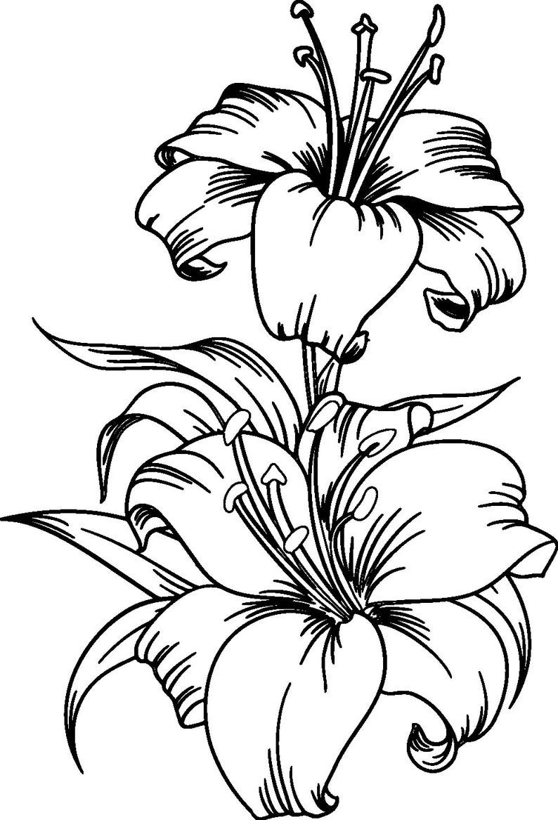 Download Lily Svglily Flower Svgflower Svglily Svg Files For Etsy In 2021 Lilies Drawing Flower Drawing Design Flower Drawing