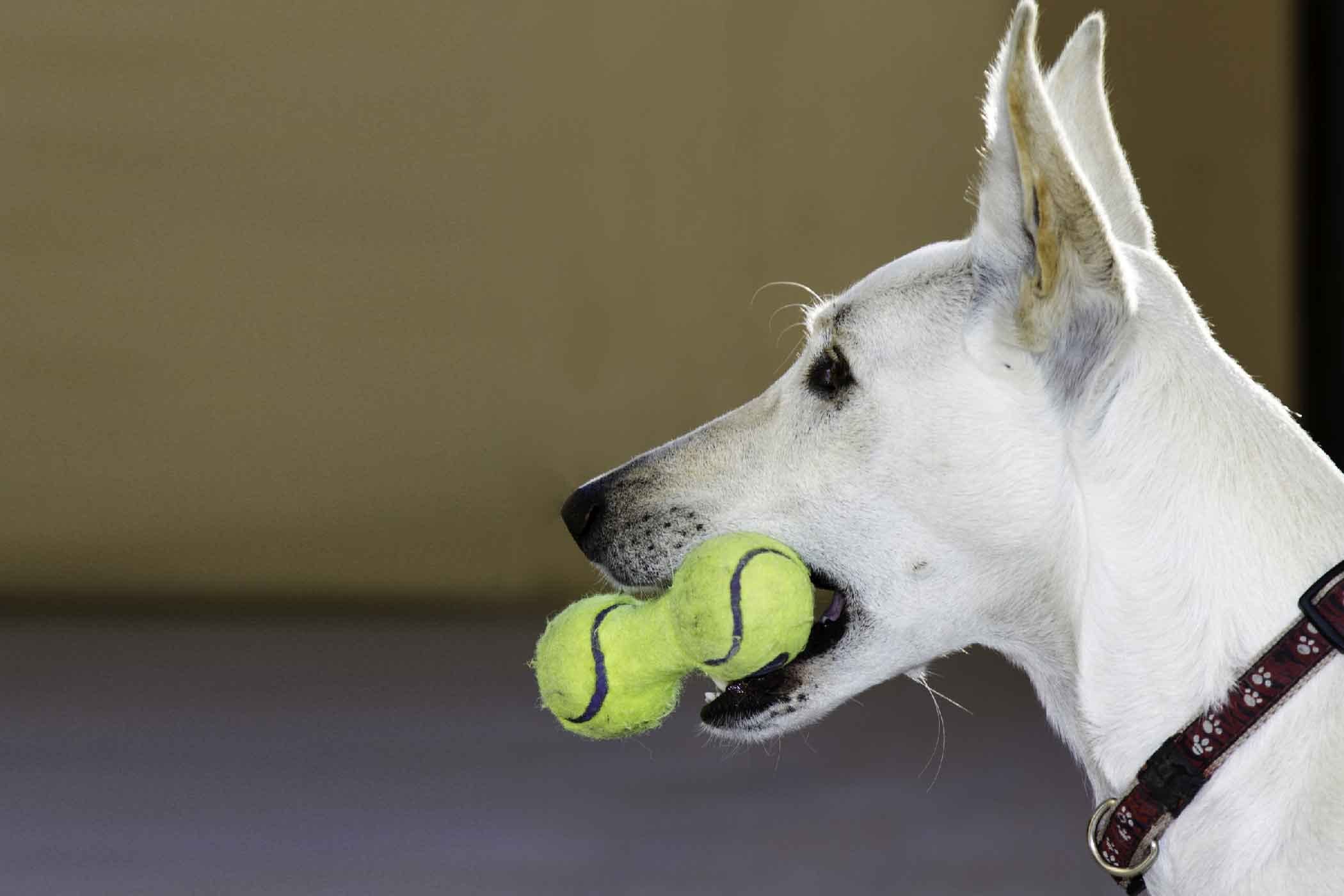 How To Train Your Dog To Pick Up Dropped Items Training Your Dog