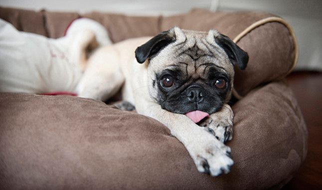 Pug Dog Breed Information Pug Puppies Pugs Pug Breed