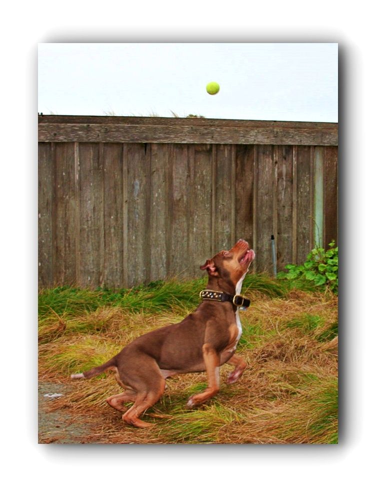 Pitbulls Accessories Pitbulls In A Skirt 3 Click Visit Link