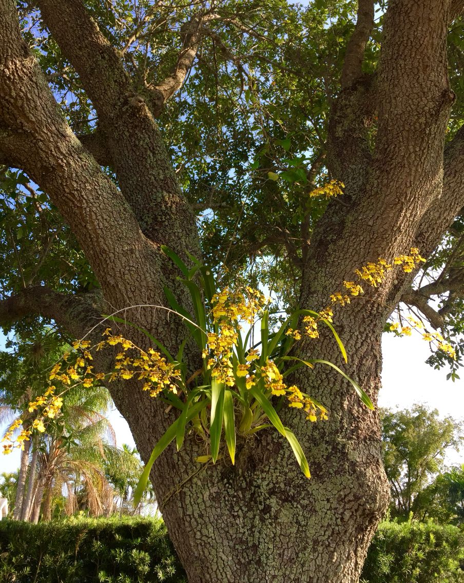 Oak Tree Orchids | Flower garden, Plants, Orchids