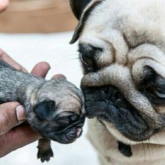 They Are Smaller Than I Expected Www Jointhepugs Com Pug