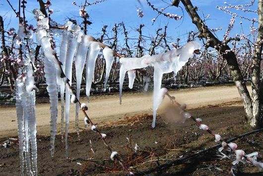 En la madrugada del martes las temperaturas alcanzaron los -10°C en el sur y los -8°C en Valle de Uco. ) Por Bárbara Del Pópolo Las heladas pronosticadas para este martes por la Dirección de Agricultura y Contingencias Climáticas ( DACC) fueron más i Uco, Vides, Dawn, Growing Up, Agriculture, Tuesday