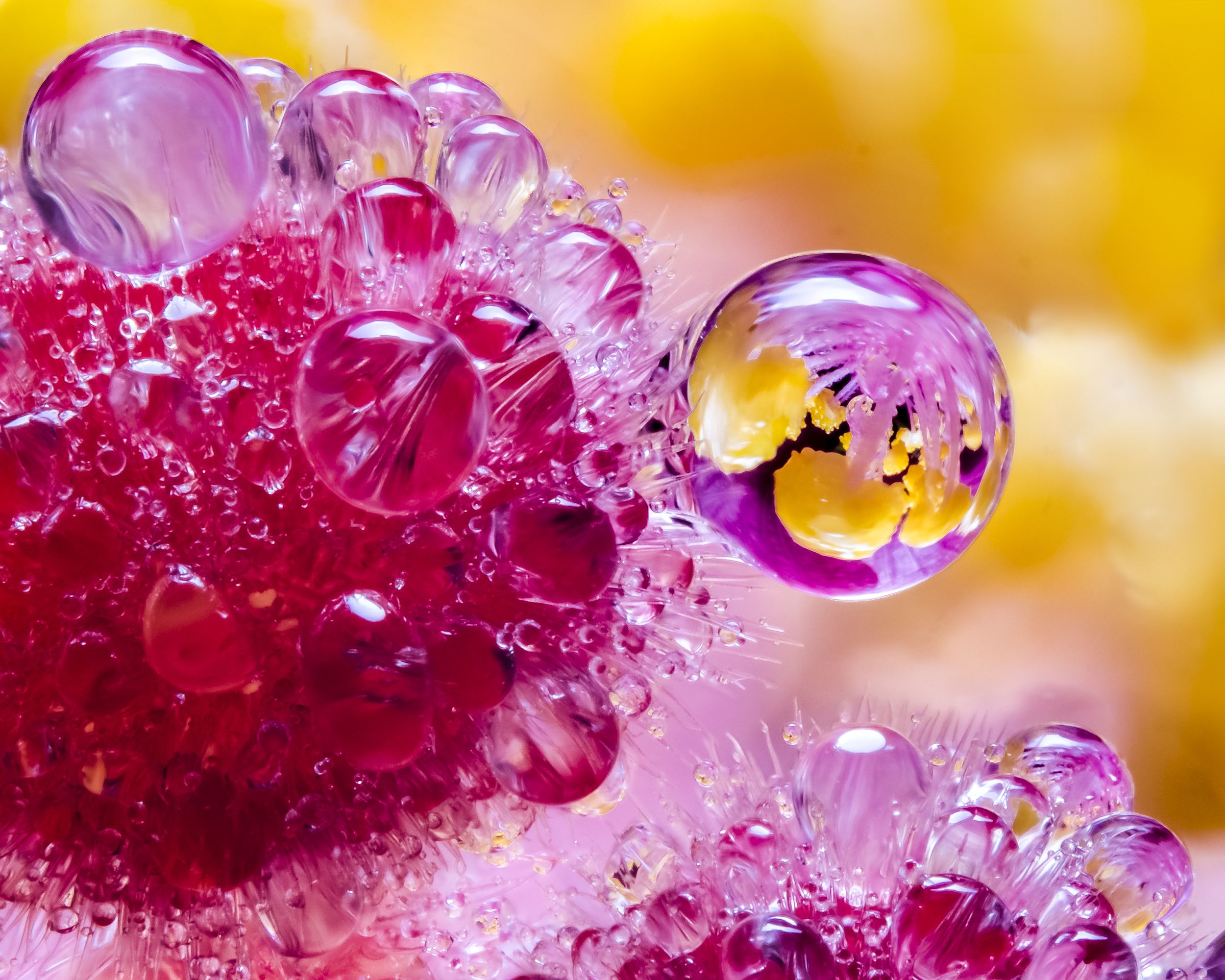 Beginner's Guide to Focus Stacking for Macro Photography