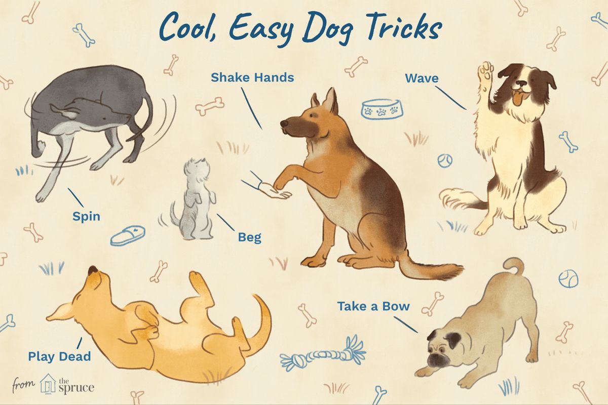 10 Fun and Easy Tricks You Can Teach Your Dog Dog hacks, Dog tricks