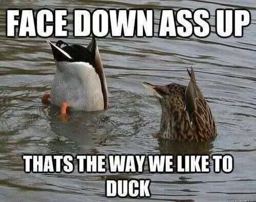 Duck Memes Funny Duck Funny Duck Funny Animals Haha Funny