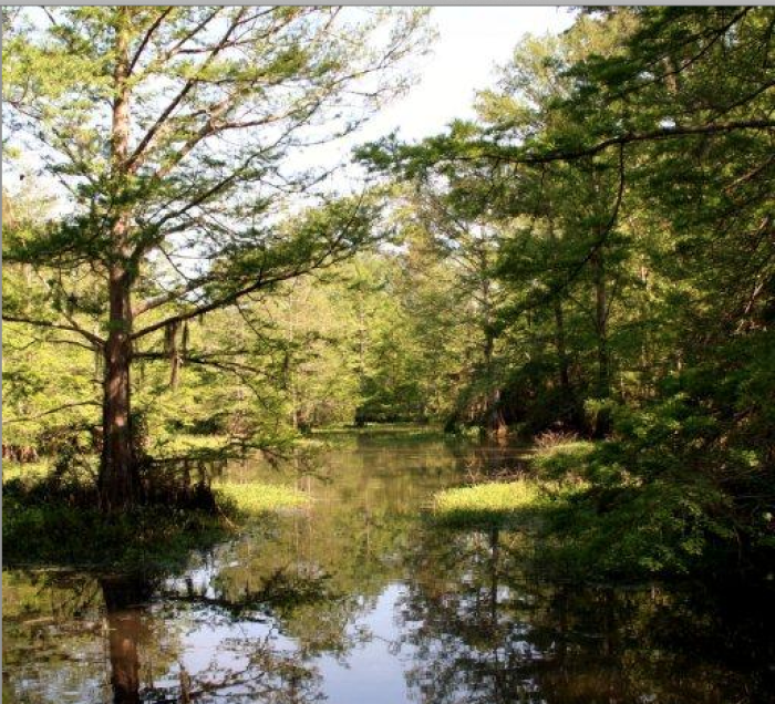 9 Epic Hiking Spots Around New Orleans Are Completely Out of This World