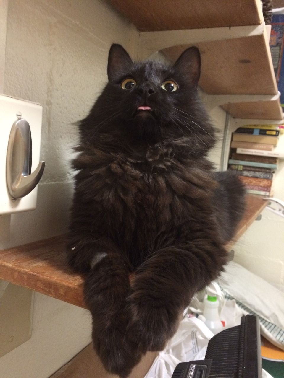 pretty please cat food reddit