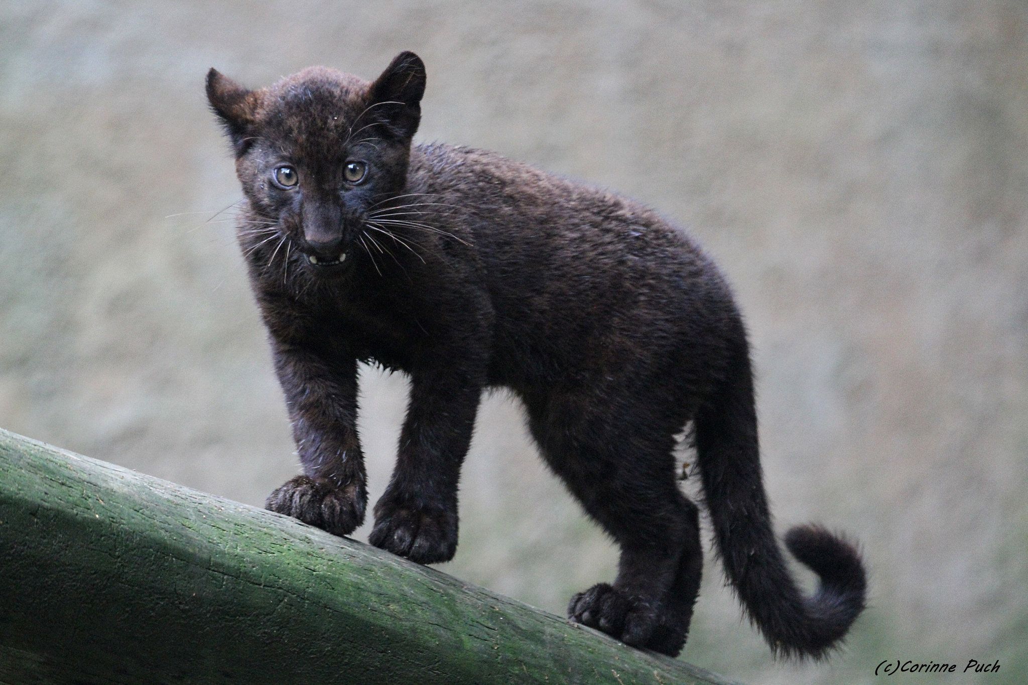 Bebe Panthere Noire Wild Cats Leopards Animals Bebe Panthere Noire Wild Cats Leopards Animals