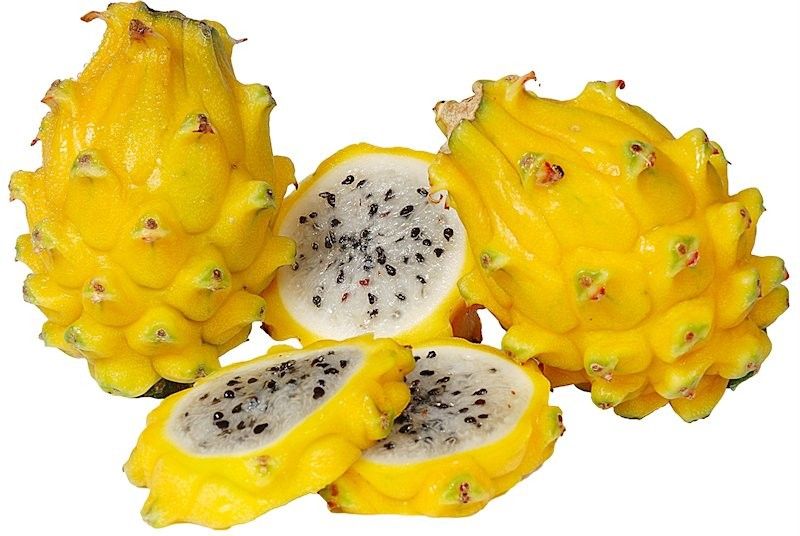 Rare Yellow Dragon Fruit HYLOCEREUS UNDATUS 10 Fresh Seeds Yellow Pitaya