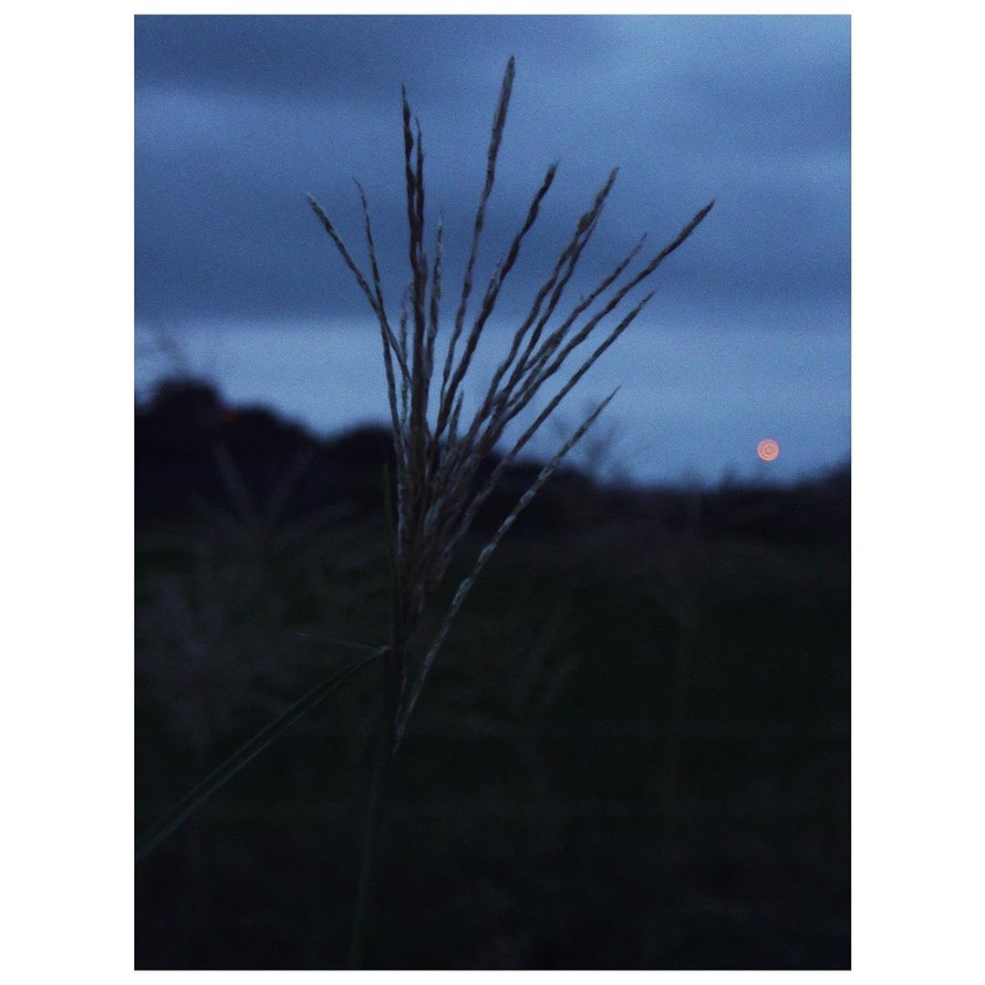 夜のシルエット Japan Japanese Countryside Japanesegirl Ibelieveinfilm Landscape Countryside Fotografia ポートレート 石 Instagram Posts Instagram Images Instagram 夜のシルエット Japan Japanese Countryside Japanesegirl Ibelieveinfilm Landscape Countryside Fotografia ポートレート 石 Instagram Posts Instagram Images Instagram