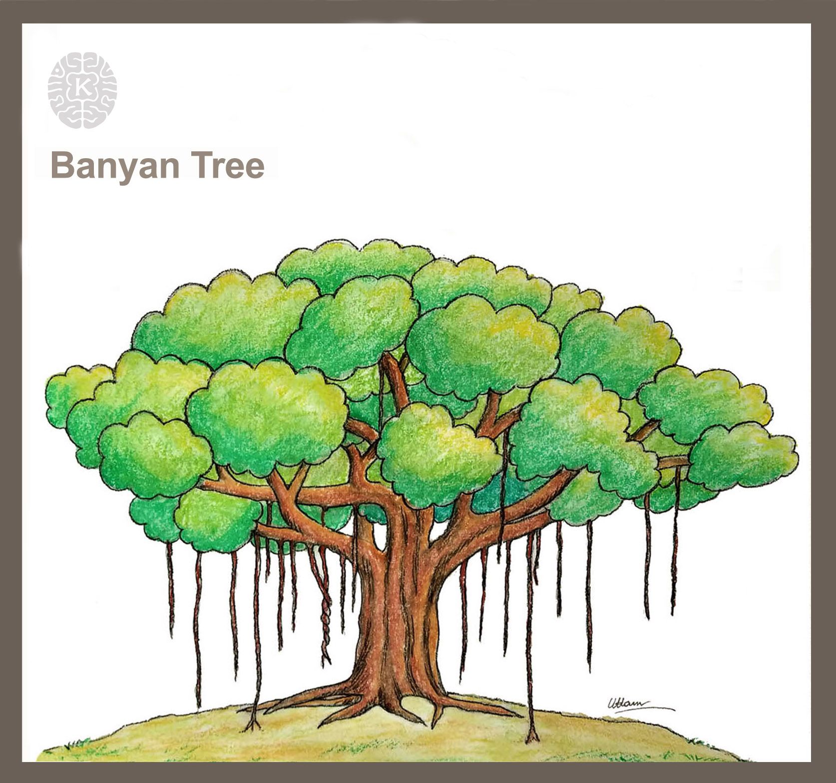 How To Draw An Easy Banyan Tree Step By Step How To Draw An Easy Banyan Tree Step By Step