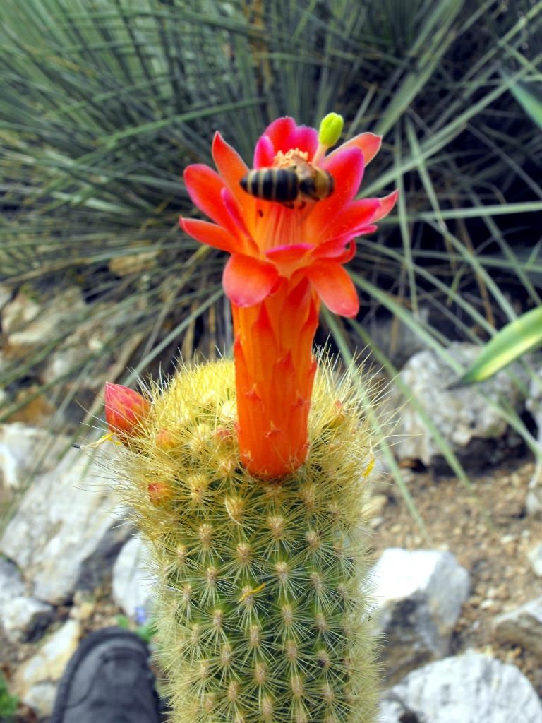 Cleistocactus icosagonus Cacti And Succulents, Planting Succulents
