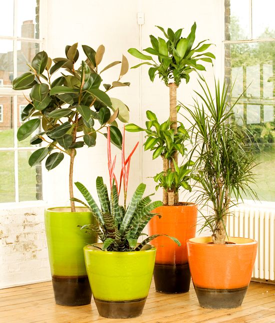 Plantfiles Pictures Rubber Tree Variegata Ficus Elastica By Palmbob Ficus Rubber Tree Plants