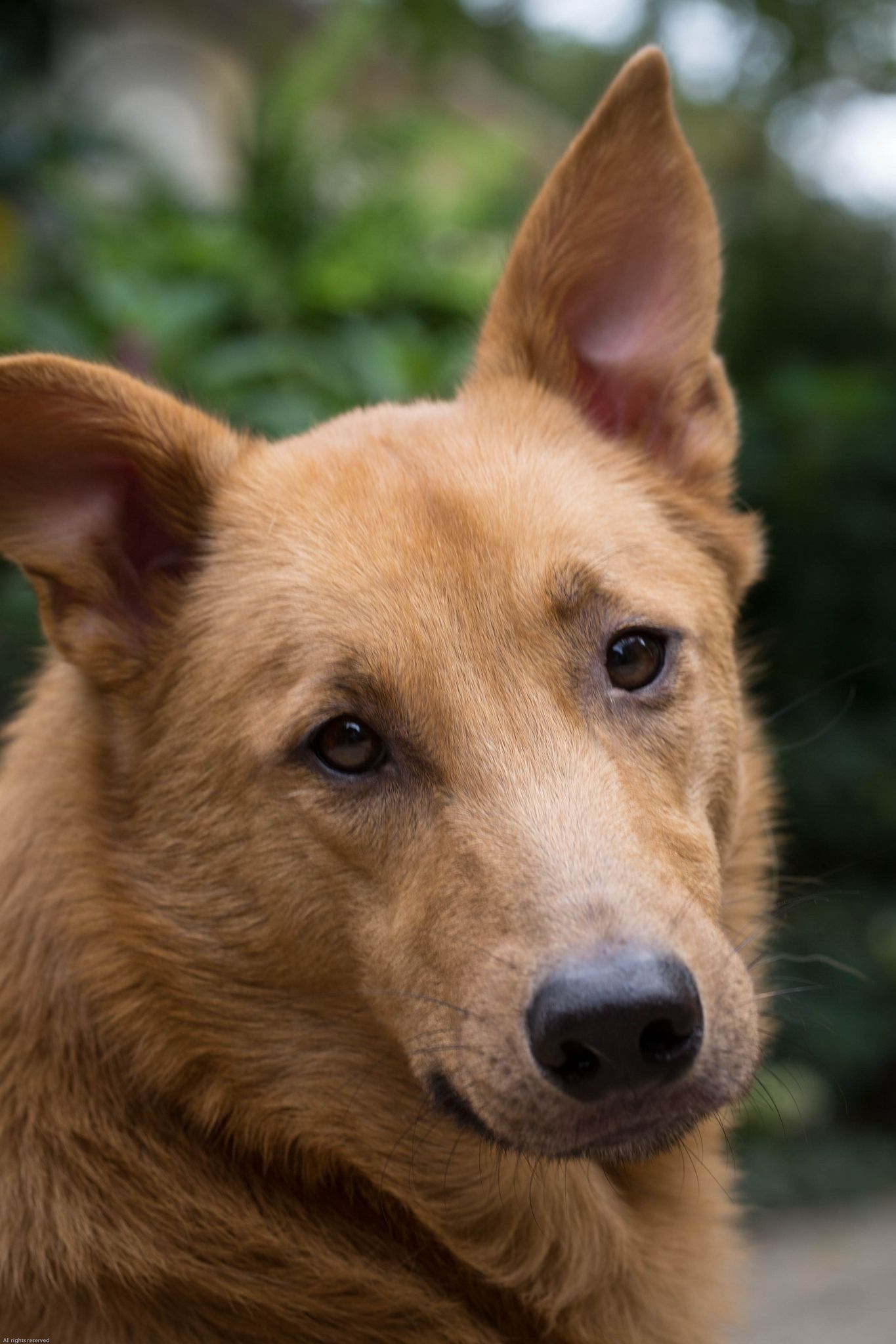 Dog Portrait Dog Portraits Dogs Dog Love Dog Portrait Dog Portraits Dogs Dog Love