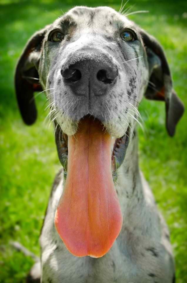 Great Dane Tongue Great Dane Dogs Dane Dog Great Dane