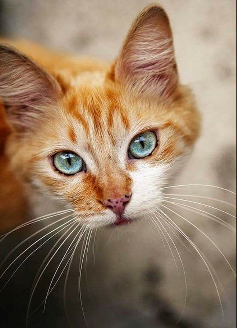 Can A Cat Spray After Being Spayed Animale Domestico Gatti Animali