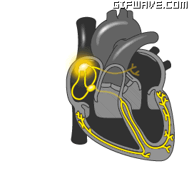 latidos del corazon diastole y sistole