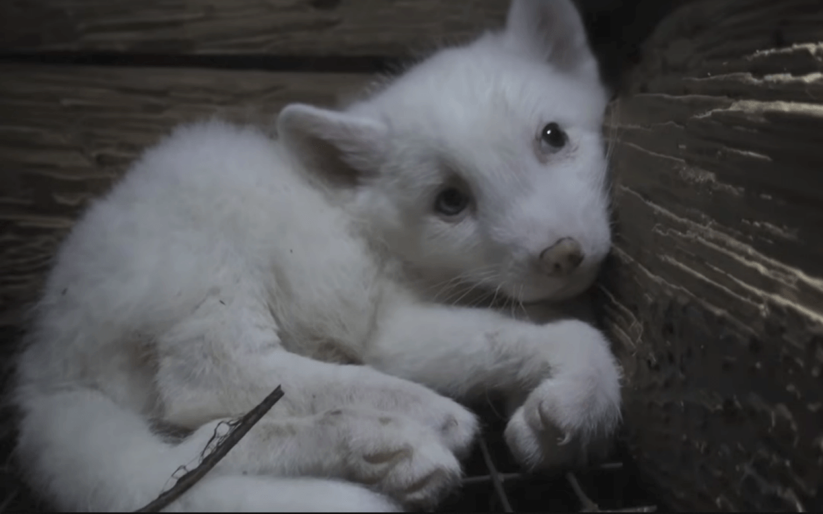 Never Buy Fur Animal Defenders International Adi Recently Released A Short Filmled A Lifetime That Tells The Story Of Two Fo Brothers Borys Never Buy Fur Animal Defenders International Adi Recently Released A Short Filmled A Lifetime That Tells The Story Of Two Fo Brothers Borys