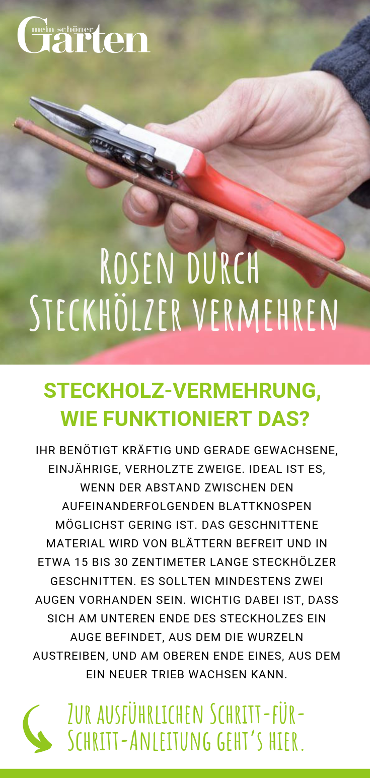 Rosen durch Steckhölzer vermehren: Wie funktioniert das?