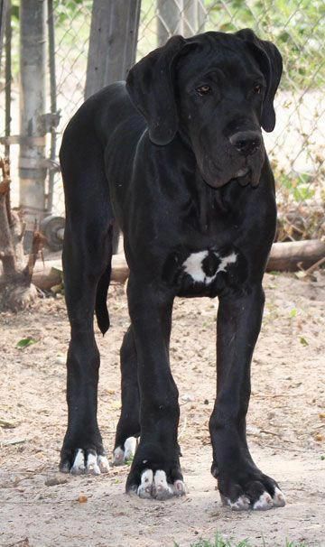 Pin By Paige Austin On Poopies In 2020 Big Puppies Large Dog